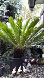 palmboom,cycas revoluta, Tuin en Terras, Halfschaduw, 100 tot 250 cm, Zomer, Palmboom