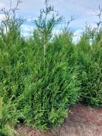 Thuja plicata Atrovirens, Tuin en Terras, Ophalen of Verzenden, Conifeer, Haag