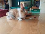 Leeuwenkopjes, Dieren en Toebehoren, Konijnen, Meerdere dieren, Klein, 3 tot 5 jaar