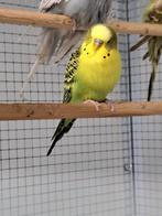 Easley clearbody groen mannen, Dieren en Toebehoren, Vogels | Parkieten en Papegaaien