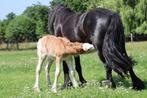 Kruising fell pony merrie en veulen, Jument