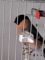 A vendre mâle bouvreuil 2023 : 50eur, Dieren en Toebehoren, Vogels | Overige Vogels, Mannelijk