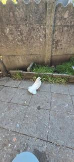 Duiven te koop 3 voor 25 euro, Dieren en Toebehoren, Pluimvee