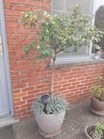 Potten met en zonder planten, Tuin en Terras, Planten | Bomen, Ophalen