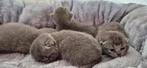 Tamme bleu kittens katertjes, Dieren en Toebehoren, Kater, Gechipt