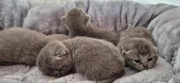 Tamme bleu kittens katertjes  beschikbaar voor biedingen
