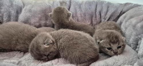 Tamme bleu kittens katertjes, Dieren en Toebehoren, Katten en Kittens | Raskatten | Korthaar, Kater, Gechipt, Ontwormd