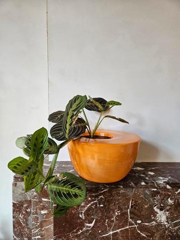 Retro bloempot / cachepot beschikbaar voor biedingen