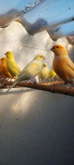 Kanaries, Dieren en Toebehoren, Vogels | Kanaries