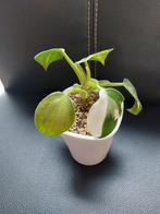 Philodendron white wizard, Huis en Inrichting, Kamerplanten, Ophalen of Verzenden