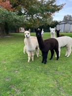 Alpaca merrie veulens, Dieren en Toebehoren, Overige Dieren, April, Vrouwelijk