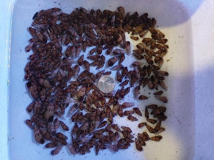 Gratis slakjes voor zoetwateraquaria, ook onverwarmd, Dieren en Toebehoren, Vissen | Aquariumvissen, Zoetwatervis, Slak of Weekdier