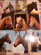 Lot  Postkaarten van paarden, Verzamelen, Postkaarten | Dieren, Verzenden, Ongelopen, Paard
