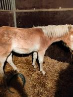 Haflinger.  X.  shetlander, Dieren en Toebehoren, Hengst