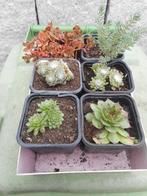 planten, Overige soorten, Volle zon, Vaste plant, Ophalen of Verzenden