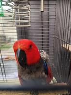 Edelpapegaai pop (2018), Vrouwelijk, Papegaai, Pratend