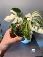Amidrium medium variegata, Ophalen of Verzenden