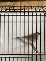 Zwartborst bleekrug split oranjeborst zebravink pop, Dieren en Toebehoren, Vogels | Overige Vogels, Vrouwelijk, Tropenvogel, Geringd