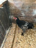 Jonge Brahma haan, Dieren en Toebehoren, Pluimvee, Mannelijk, Kip