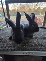 Géant papillon, Mâle