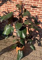 Philodendron Royal Queen, Ophalen