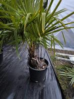 Trachycarpus fortunei var. Naini Tal, Tuin en Terras, Planten | Bomen, Lente, 100 tot 250 cm, Palmboom, Ophalen
