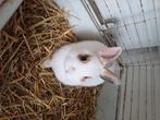 Konijntjes, Dieren en Toebehoren, Konijnen
