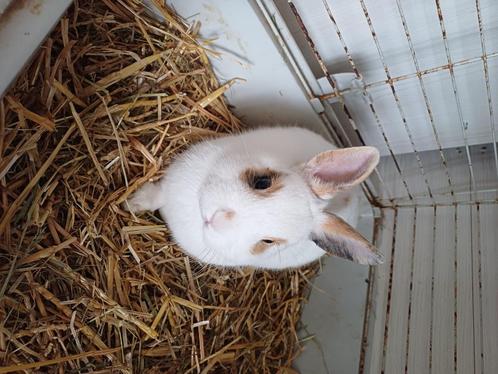 Konijntjes, Dieren en Toebehoren, Konijnen