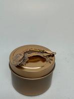 Harlequin wimpergekko