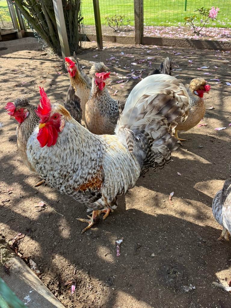 Broedeieren Cream Legbar, Plusieurs animaux, Poule ou poulet