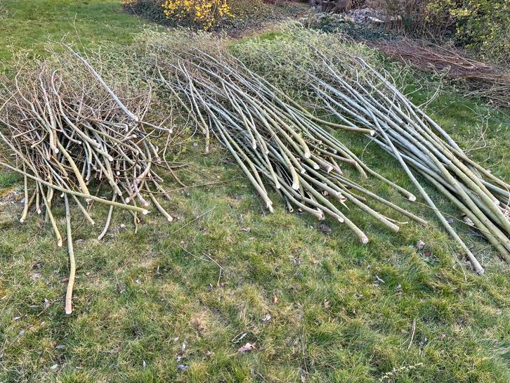 Wilgen takken, Tuin en Terras, Overige Tuin en Terras, Ophalen