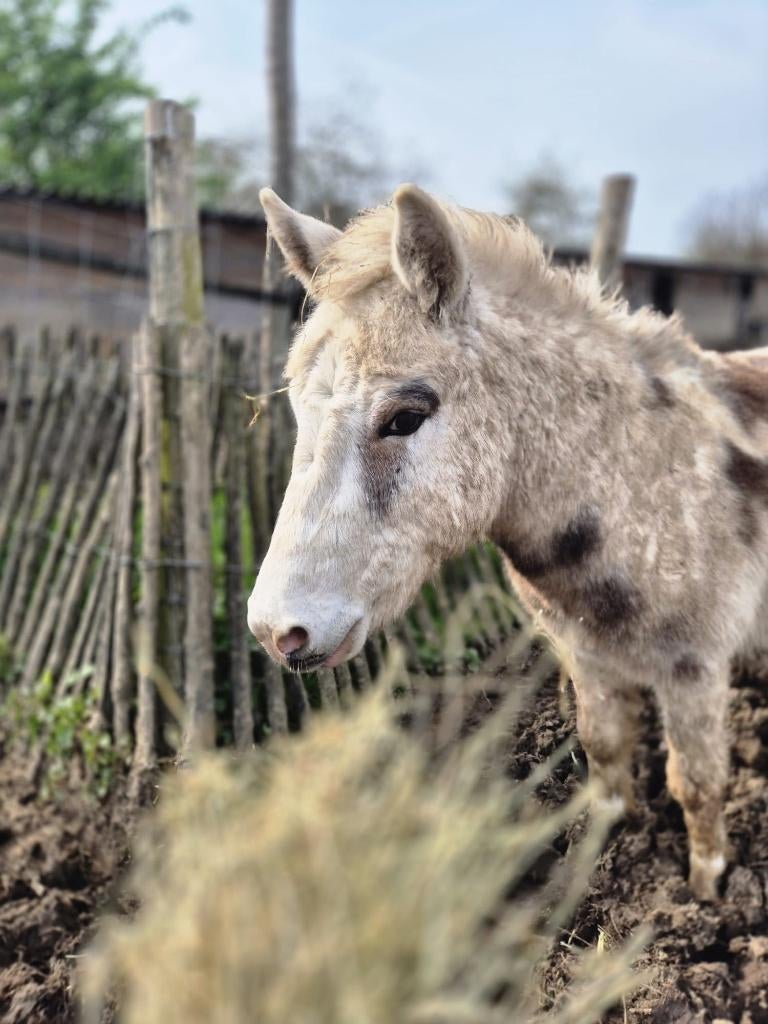 muildier, Dieren en Toebehoren, Paarden, Gechipt