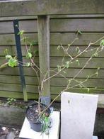 Noisetier, Jardin & Terrasse, Enlèvement, Autres espèces, Arbuste, 250 cm ou plus