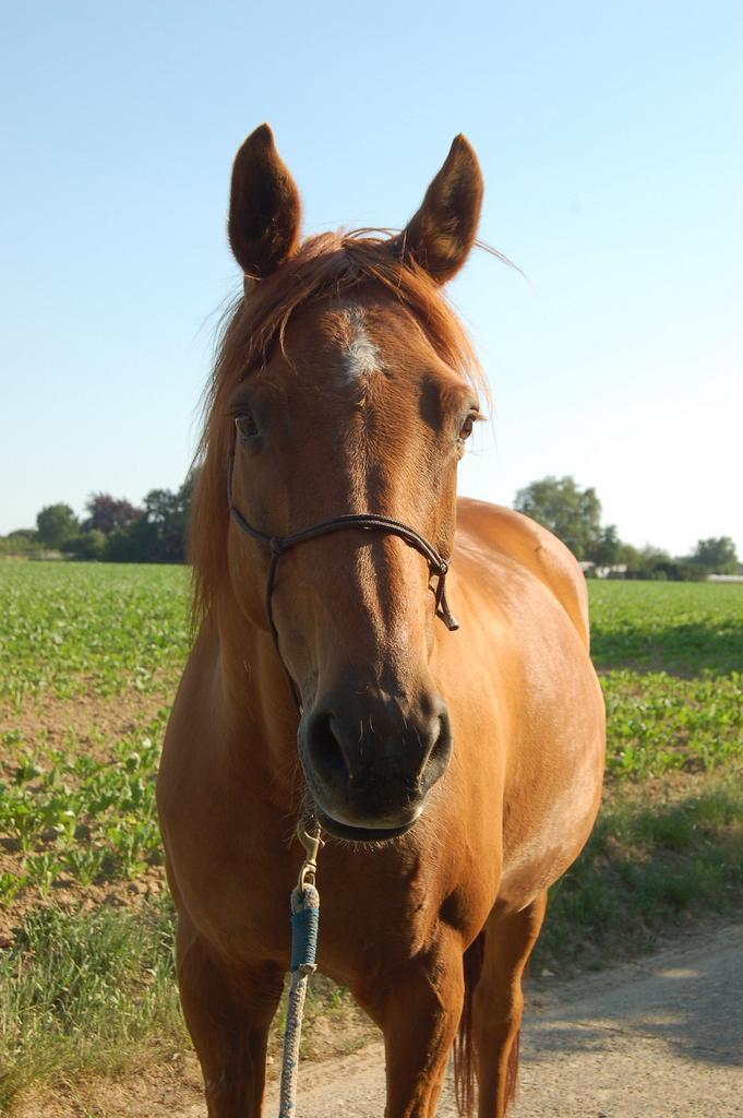 Weidemaatje/wandelpaard zoekt nieuw huisje, Animaux & Accessoires, Chevaux, Jument, Avec pedigree, Avec puce électronique, Vermifugé