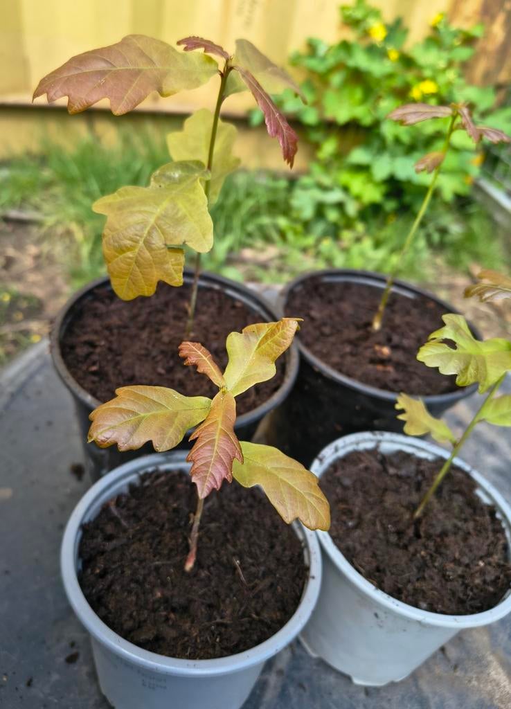 Eikenbomen zaailingen te koop Intermassa BV Stekene, Tuin en Terras, Ophalen
