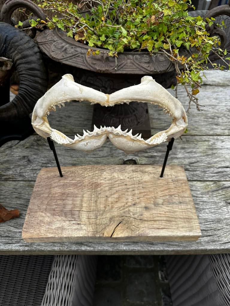 Taxidermie haaien gebit, Enlèvement