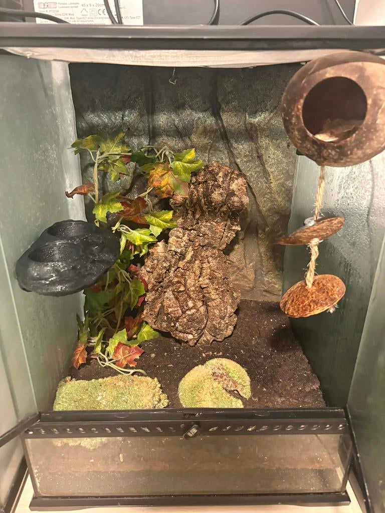 Te koop: Lilly White kuifgekko mannelijk+ compleet terrarium, Animaux & Accessoires, Enlèvement, Comme neuf, Terrarium ou Paludarium