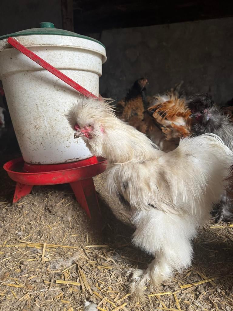 Zijdehoen haan paint, Dieren en Toebehoren