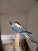 Perruche splendide femelles 2025, Animaux & Accessoires, Femelle, Perruche, Bagué