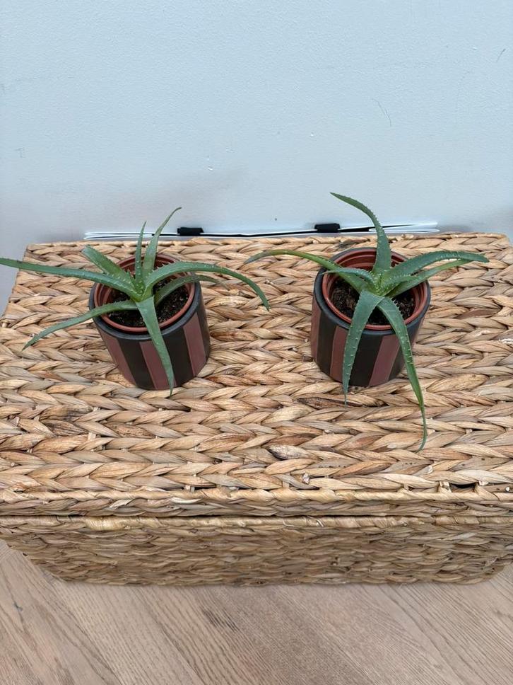 Candélabre à l'aloe vera, Maison & Meubles, Plantes d'intérieur, Plante succulente, Moins de 100 cm, Plante verte, Plein soleil