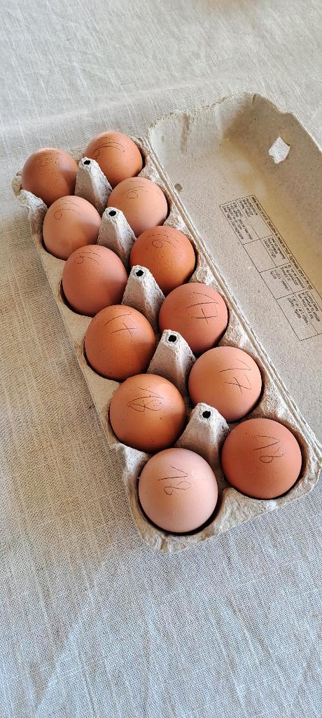 Verse eitjes van de kip, Diversen, Levensmiddelen, Ophalen