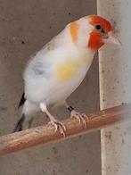Distelvink, Dieren en Toebehoren, Mannelijk, Wildzangvogel, Geringd