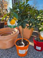 Citrus Yuzu, Tuin en Terras, Ophalen