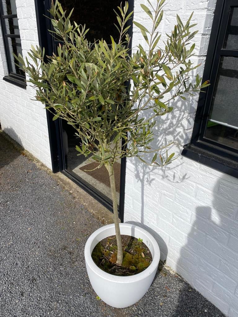 Olijfboom in elho pot, Ophalen