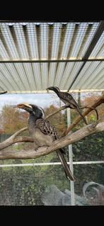 Koppel Afrikaanse Grijze Tokken (Tockus nasutus), Dieren en Toebehoren, Vogels | Overige Vogels, Meerdere dieren, Geringd