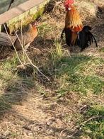 Hollandse krielen, Dieren en Toebehoren, Pluimvee, Meerdere dieren, Kip