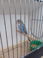 jonge grasparkieten, Dieren en Toebehoren, Mannelijk, Parkiet, Geringd