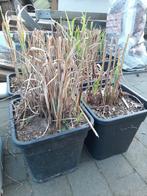 Siergras miscanthus, Enlèvement