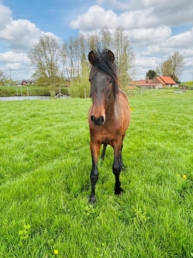 Pre hengst 2 jaar, Dieren en Toebehoren, Paarden, Met stamboom, Dressuurpaard, 0 tot 2 jaar, Hengst