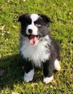 Australische herder pups / Aussi pup / Australian Shepherd, Dieren en Toebehoren, Parvo, België, 8 tot 15 weken, Meerdere